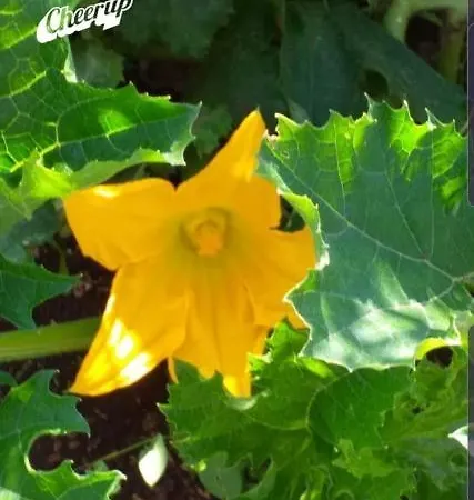 Trulli Selva E Natura Gio'.ele 4* Alberobello