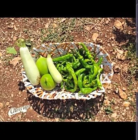 Bed and Breakfast Trulli Selva E Natura Gio'.ele Αλμπερομπέλο